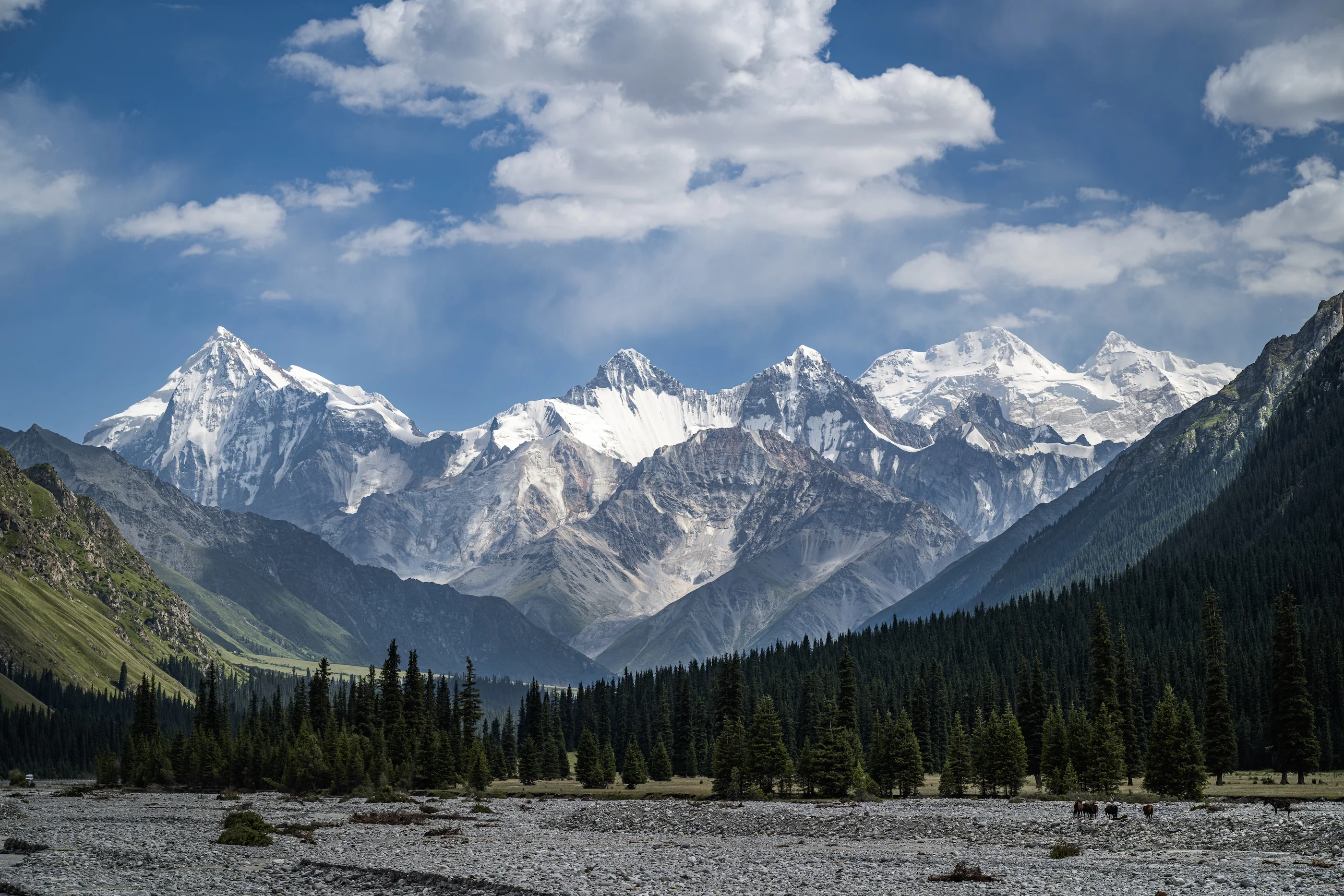 Glaciated peaks above spruce forest and a braided river bed