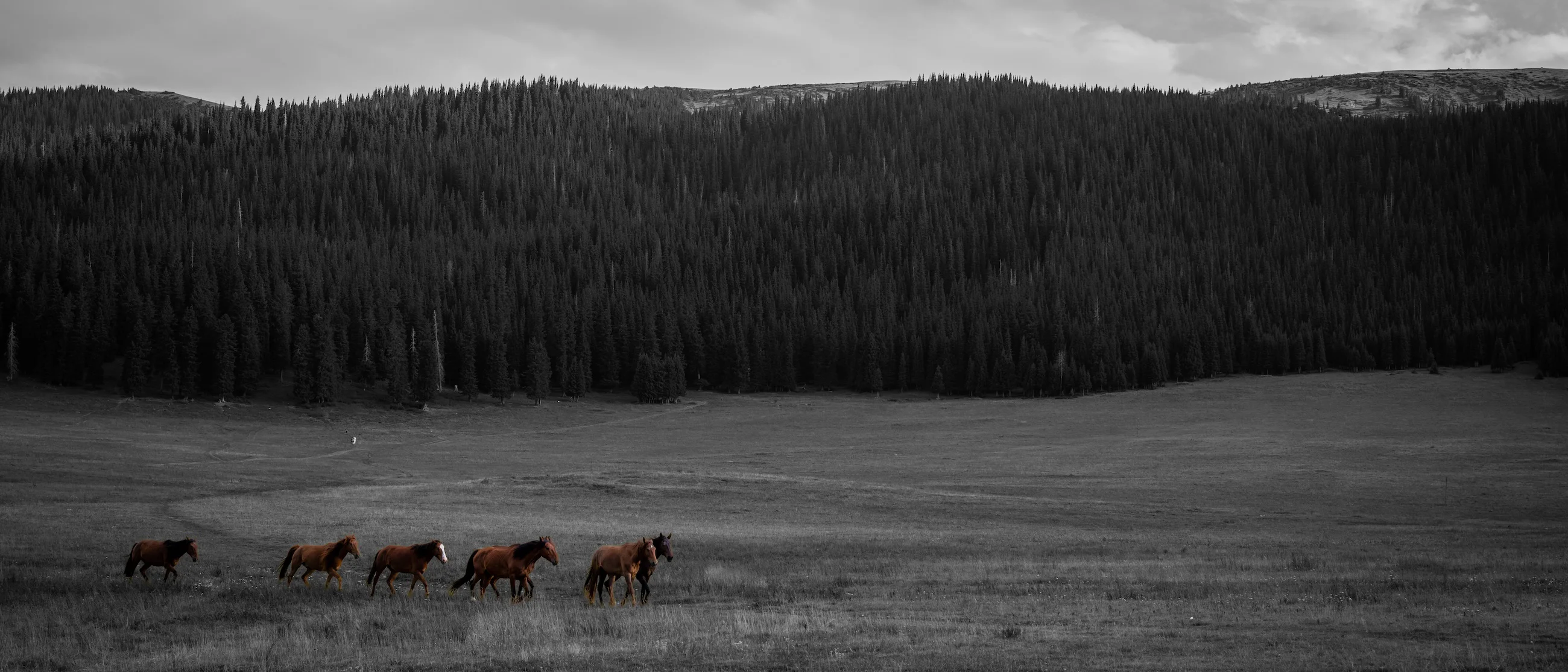Bay horses walking across a desaturated valley below dark forest