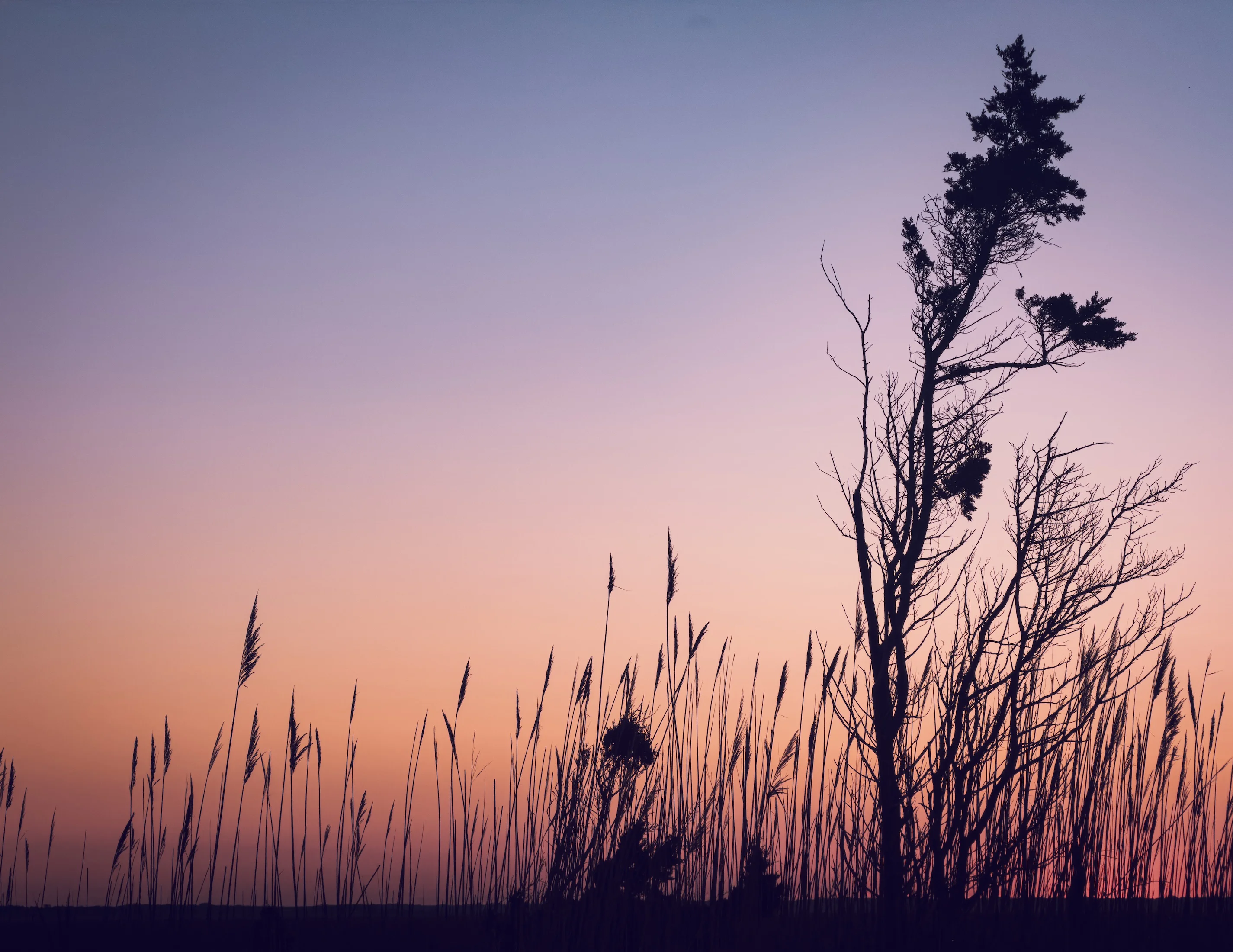 Tree silhouette and reeds against a soft pink evening sky photographed on iPhone