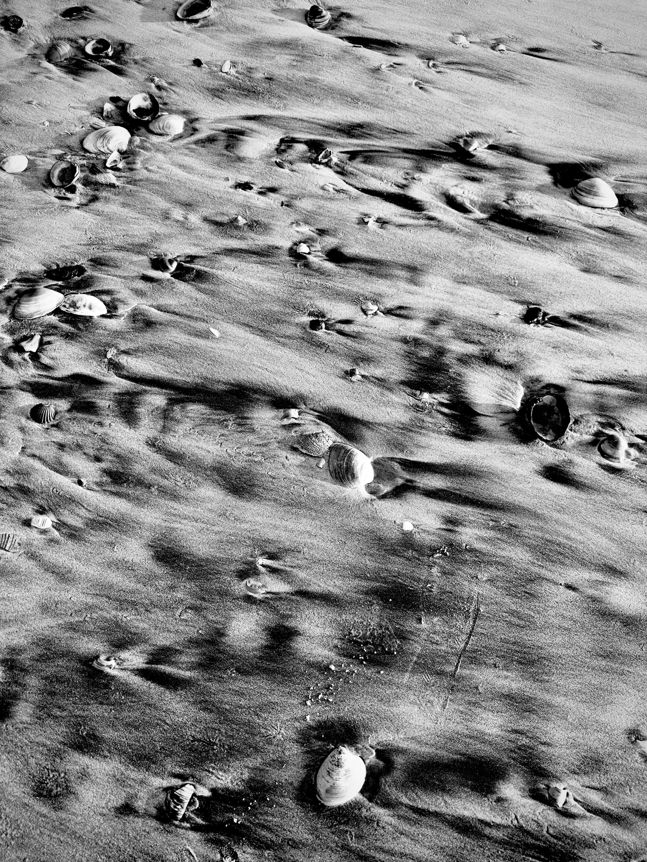 Black and white shells and wind marks in sand photographed on iPhone