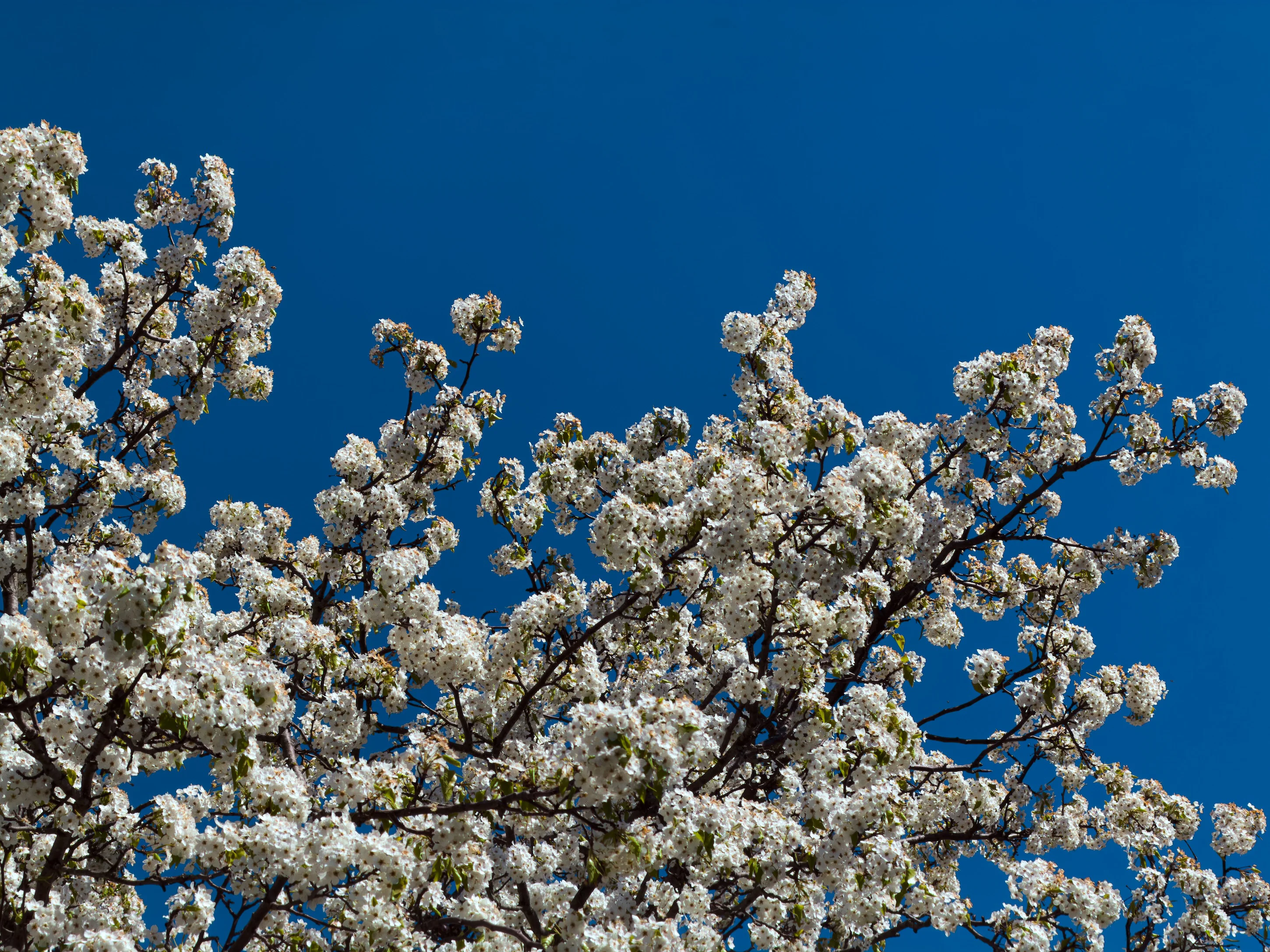 White blossoms against a deep blue sky photographed on iPhone