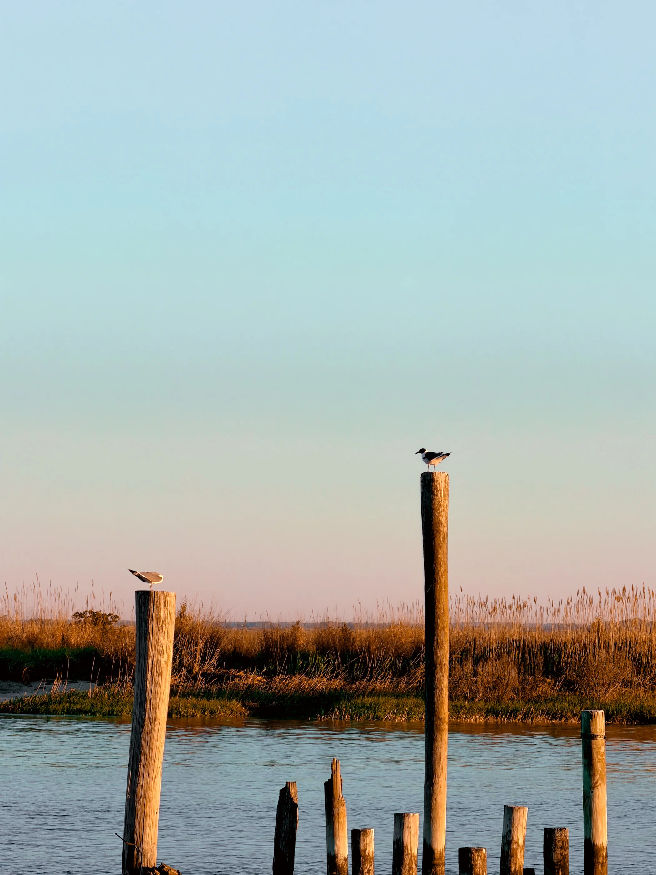 Two birds on wooden posts near marsh water photographed on iPhone
